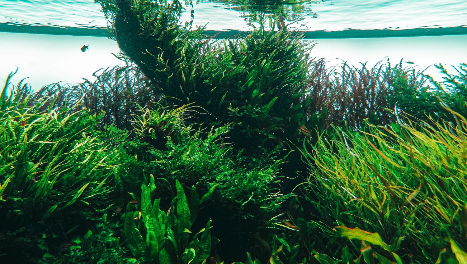 Le réchauffement climatique va renforcer les blooms d'algues toxiques