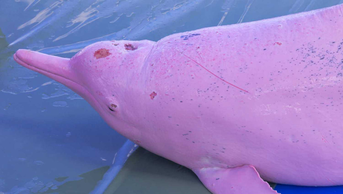 Les dauphins roses : une espèce en danger
