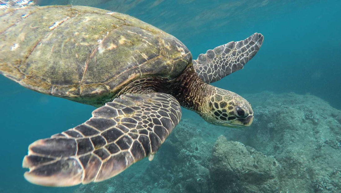 Liste des animaux marins