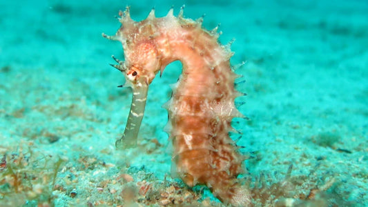 Noms et prénoms pour un hippocampe - Mer Aux Trésors