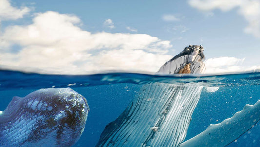 Noms et prénoms pour une baleine - Mer Aux Trésors