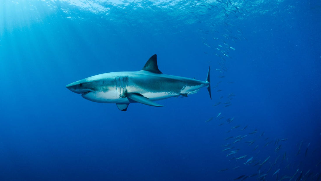 Prédateur marin - Mer Aux Trésors
