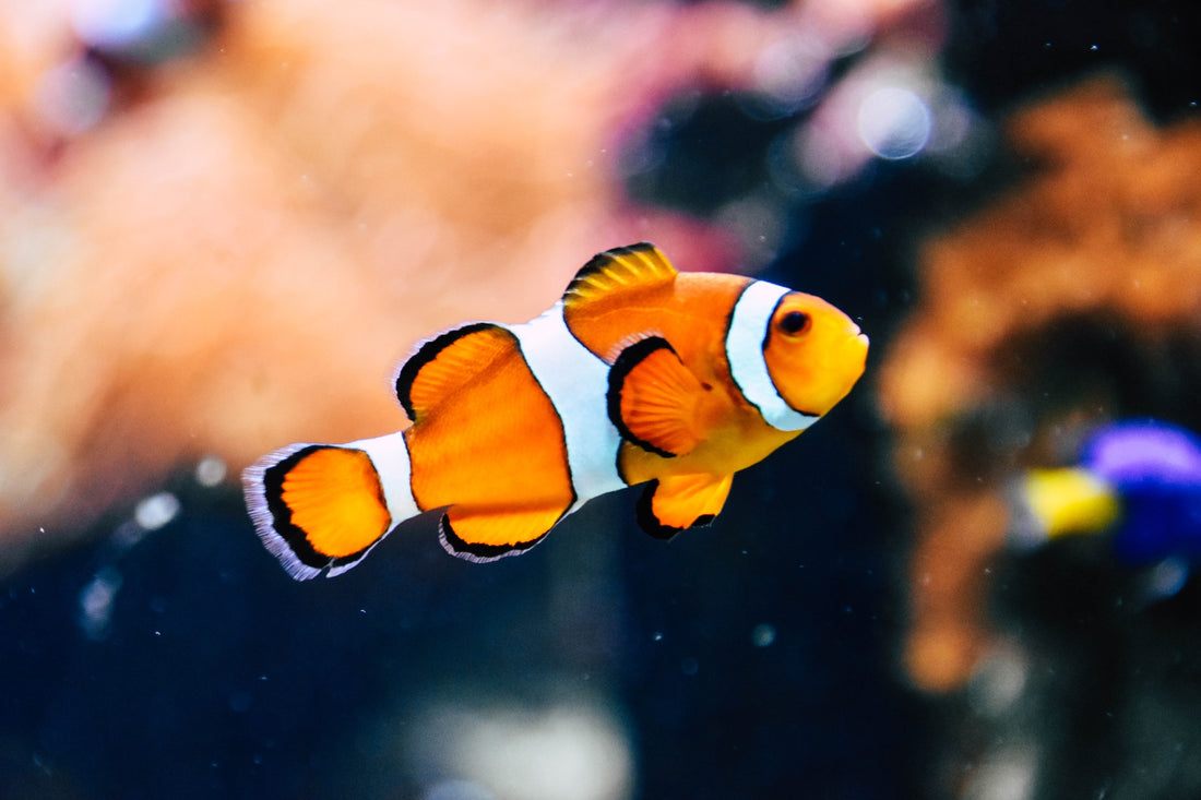Noms et prénoms pour un poisson