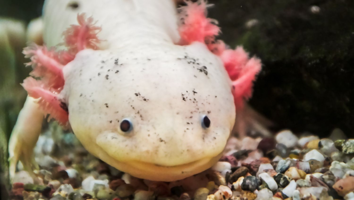Axolotl- Mer Aux Trésors