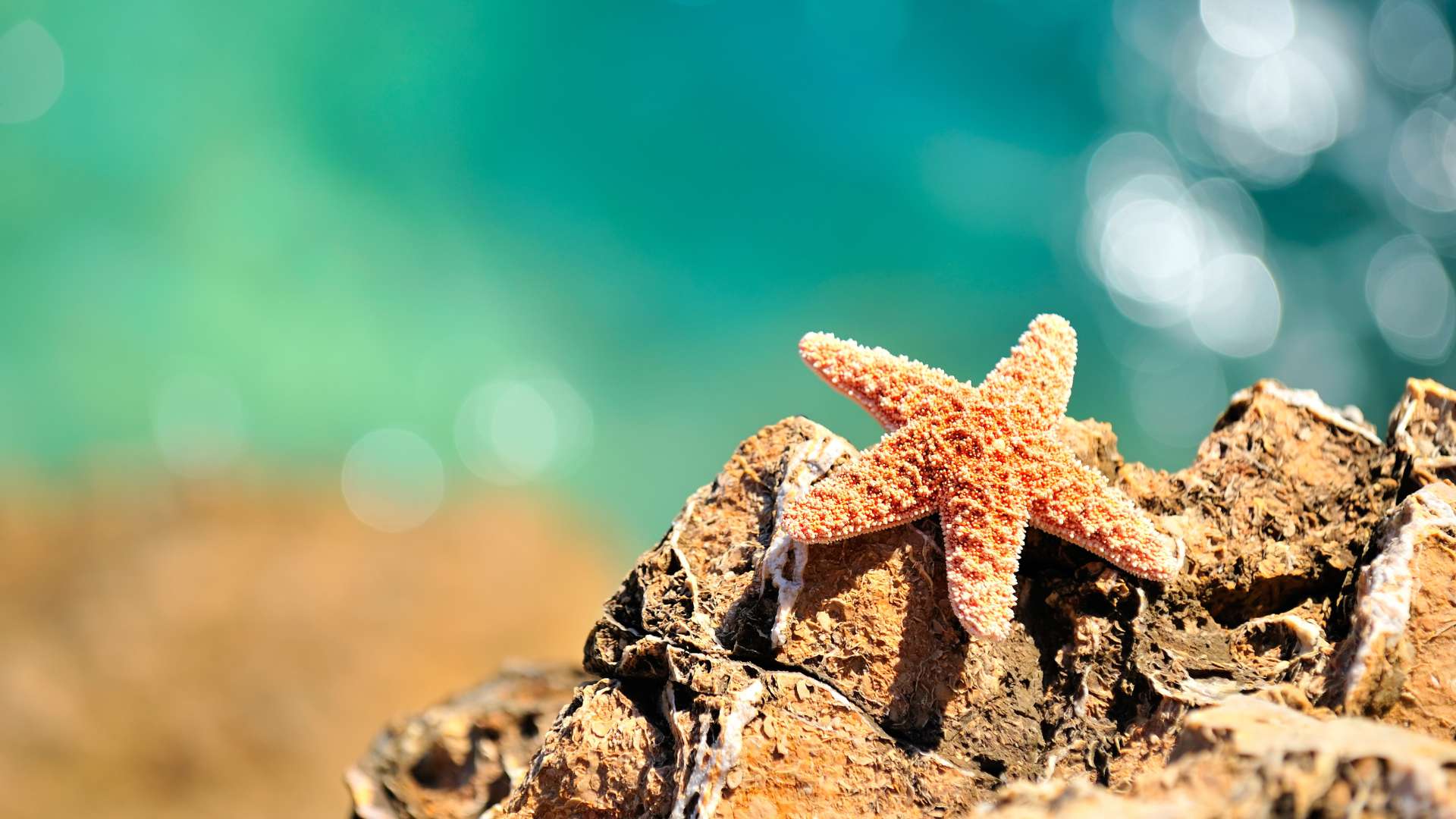 Boucle d'oreille étoile de mer - Mer Aux Trésors