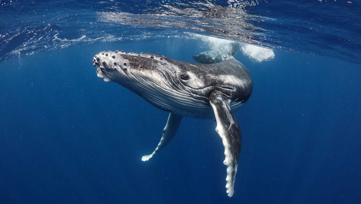 Collection baleine Mer Aux Trésors