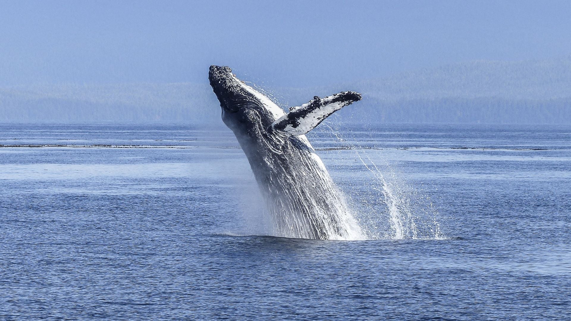 Collier baleine Mer aux Trésors