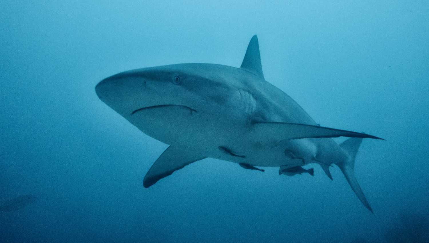 Requin Mer Aux Trésors