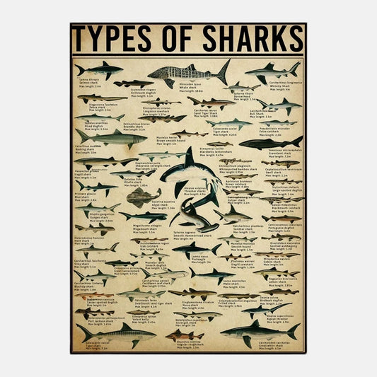 Poster les types de requins SHARKTITAN