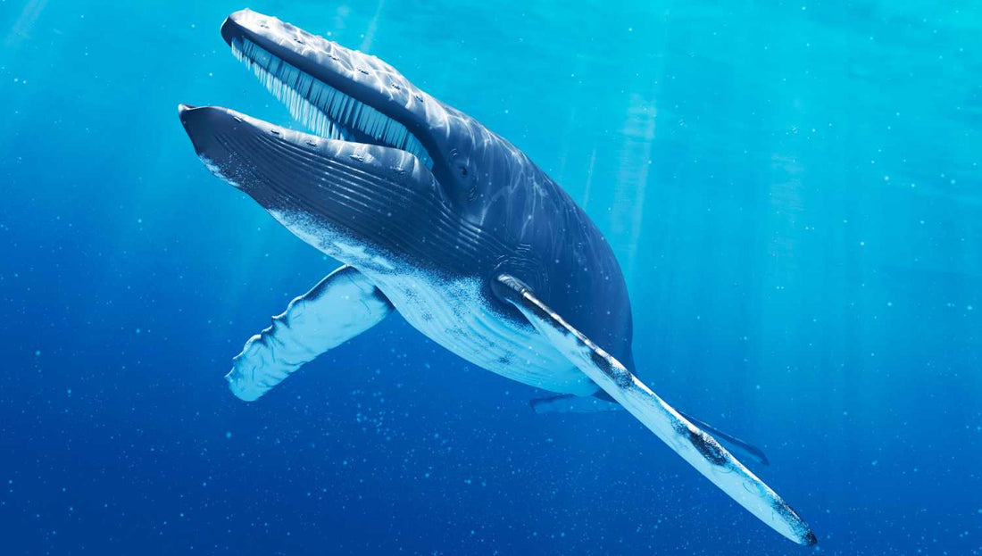 Les 10 plus gros animaux marins