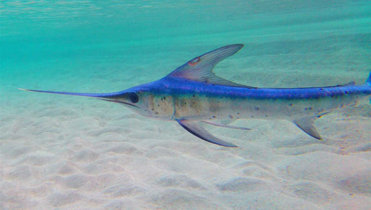 Le poisson le plus rapide