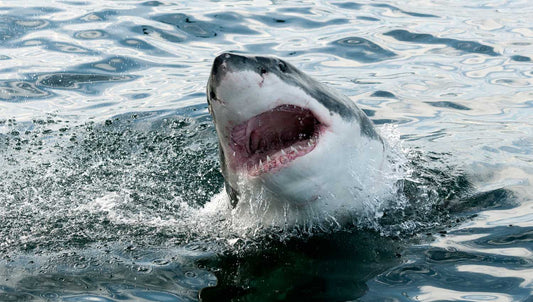 Les 10 poissons les plus dangereux du monde