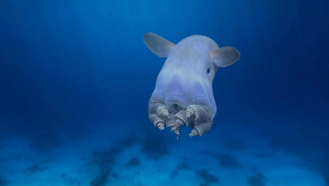 Les 7 animaux marins les plus rares