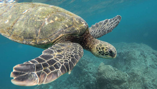 Liste des animaux marins