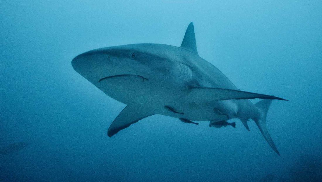 Qui est le requin Deep Blue ?