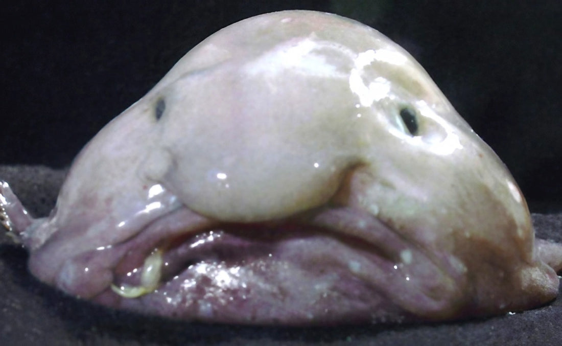Qu'est-ce qu'un blobfish ?