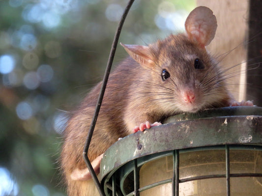 Des rats sur un bateau : l’équipage clandestin que personne n’a invité