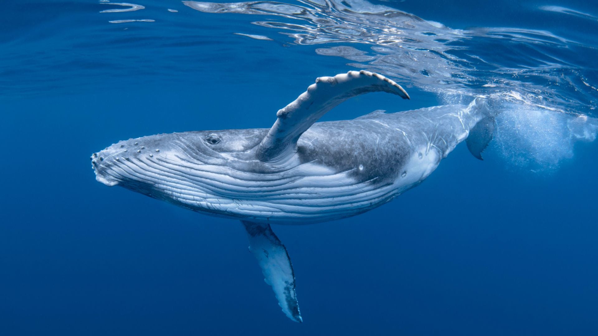 Bijou baleine