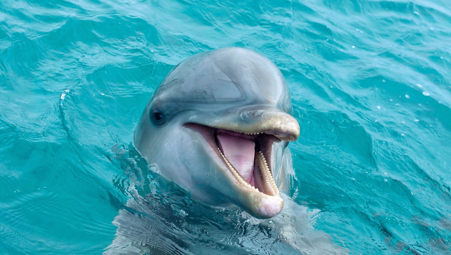 Bijou dauphin