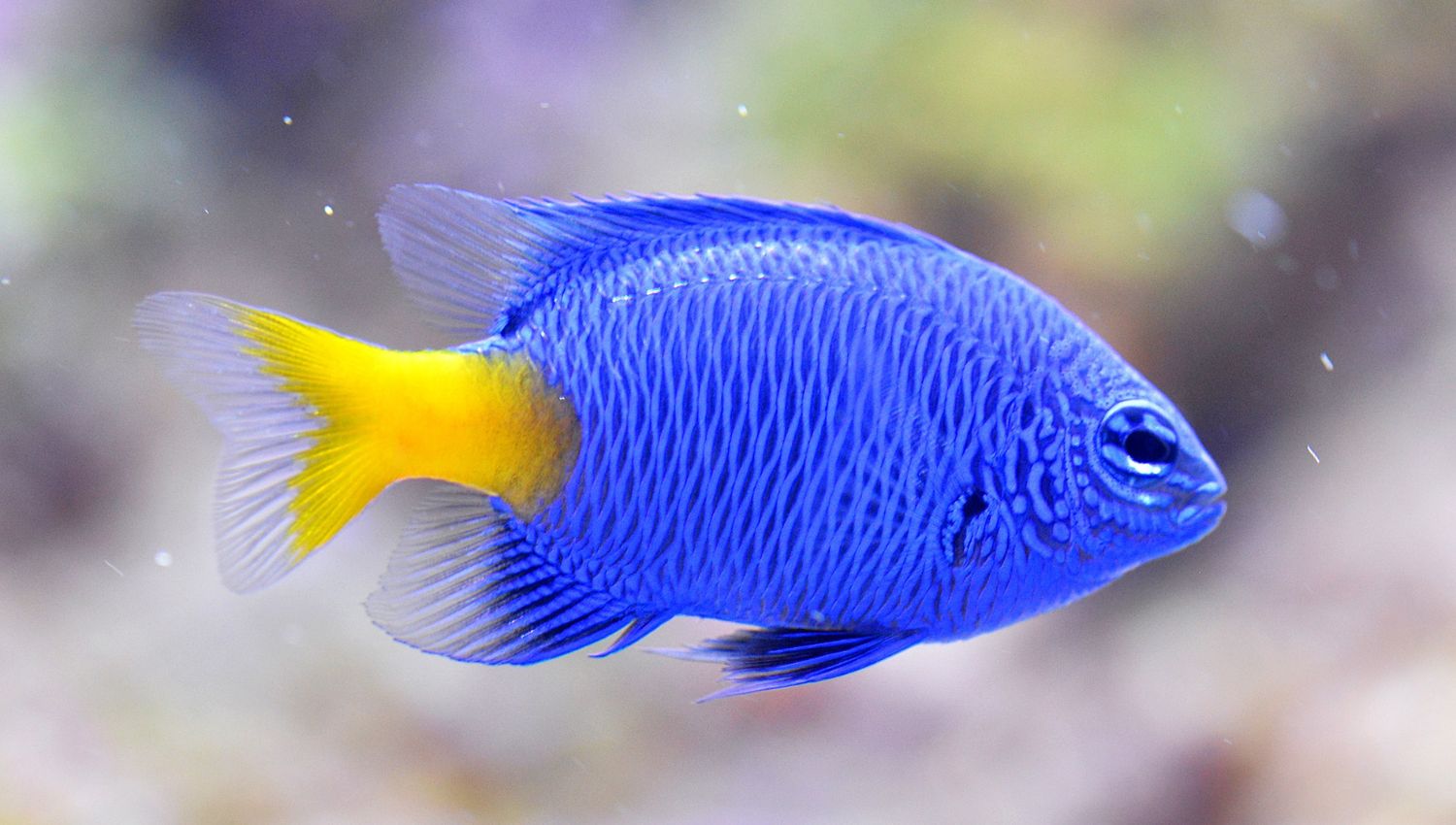 Bijou poisson - Mer Aux Trésors