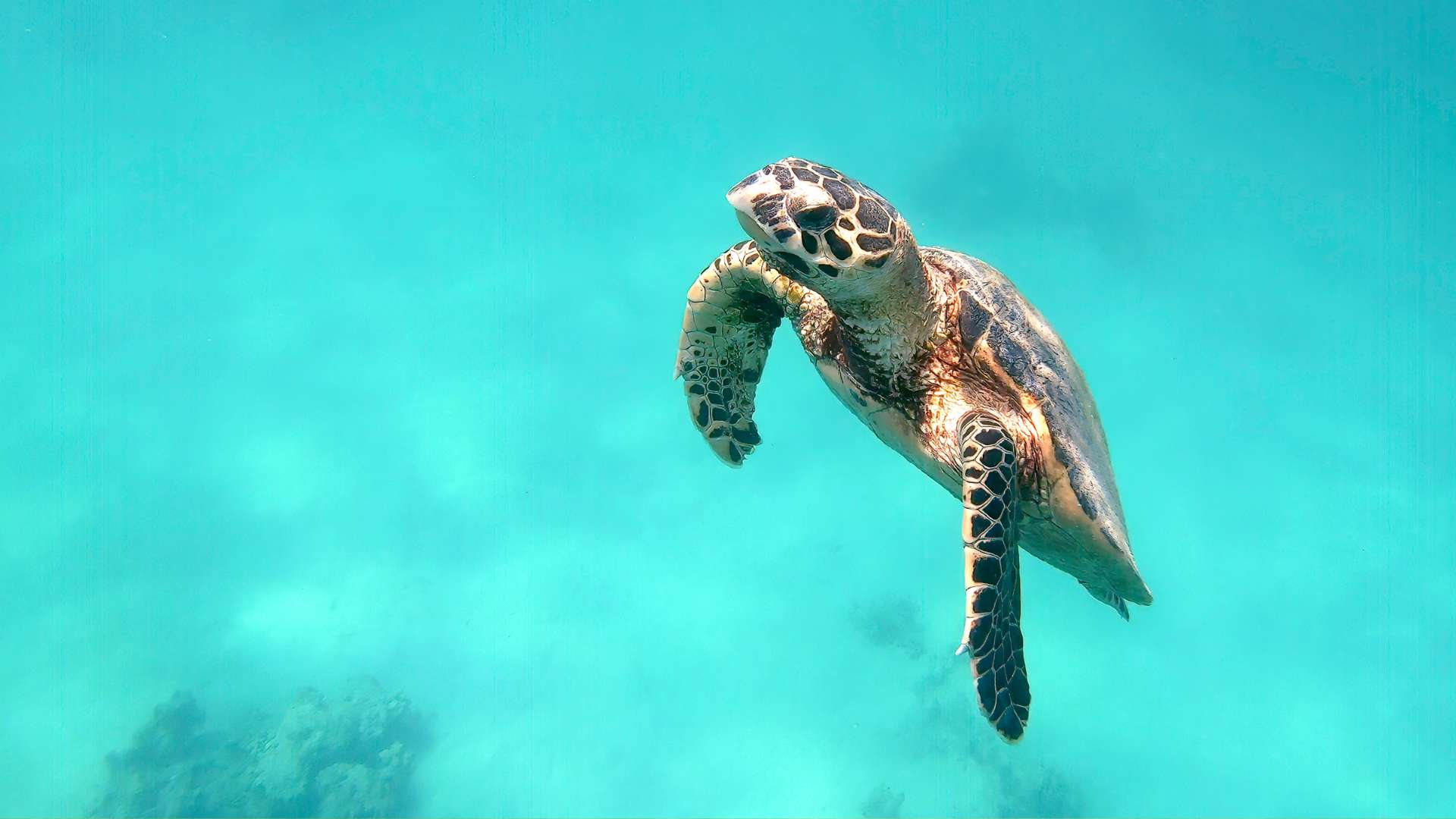 Bijou tortue - Mer Aux Trésors