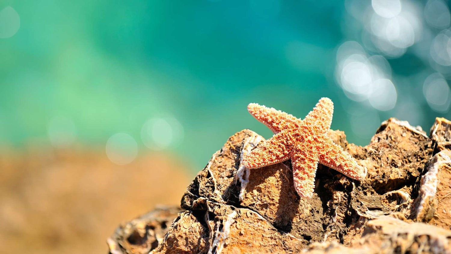 Boucle d'oreille étoile de mer - Mer Aux Trésors