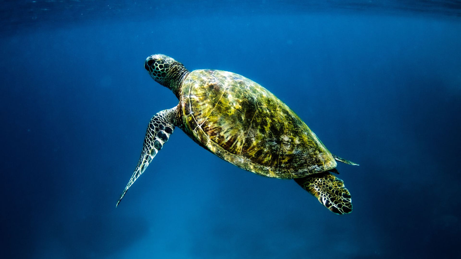 Collier tortue - Mer Aux Trésors