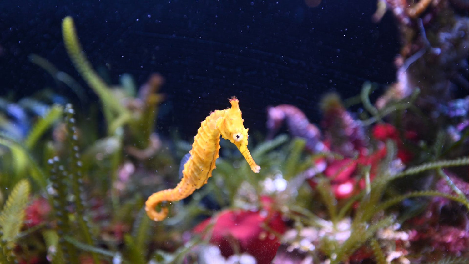Bijou hippocampe - Mer Aux Trésors