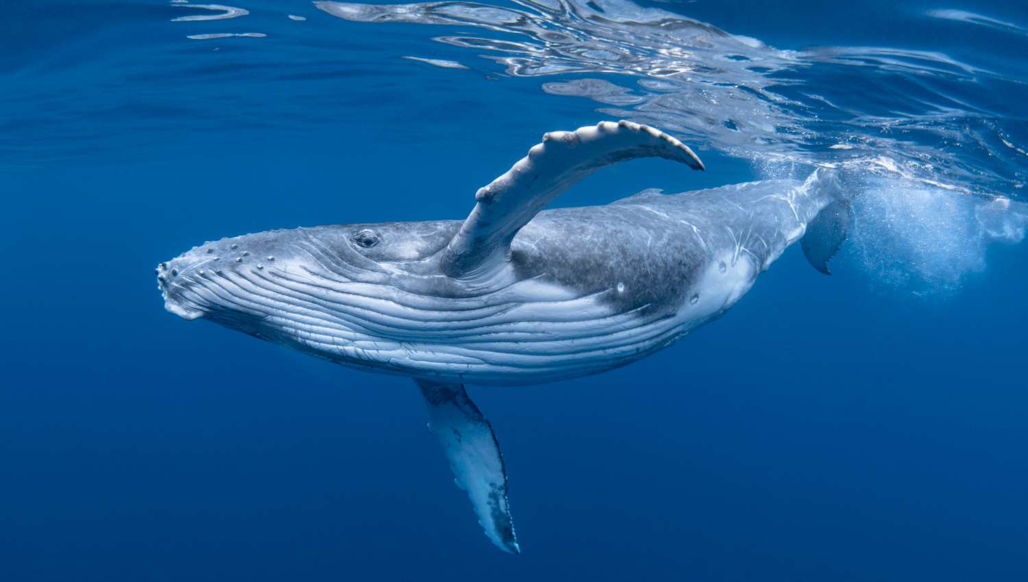 Baleine - Mer Aux Trésors