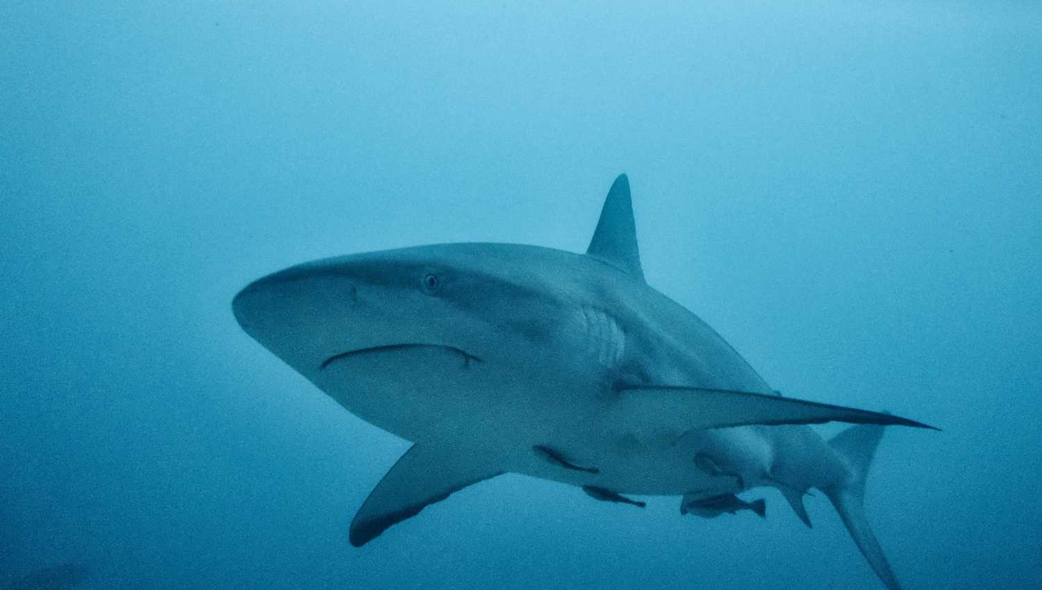 Requin - Mer Aux Trésors
